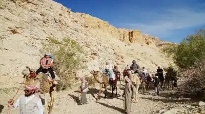 بنسبة إشغال مرتفعة .. 81 ألف