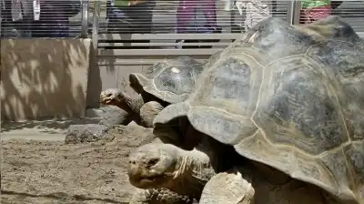 سلحفاة عاصرت 20 رئيسا امريكيا.. وماتت