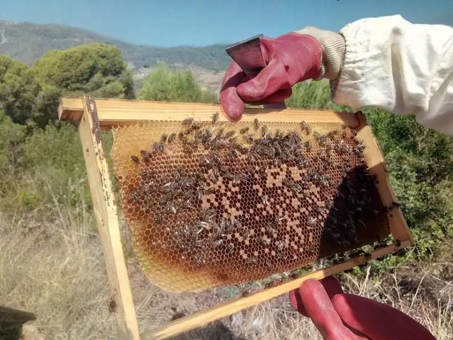 مدار الساعة,أخبار اقتصادية,وزارة الزراعة