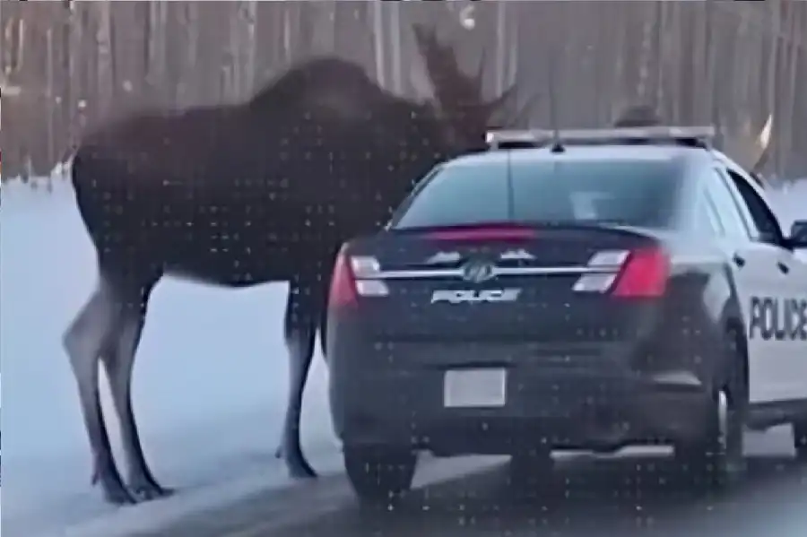 مدار الساعة,أخبار خفيفة ومنوعة,الذكاء الاصطناعي