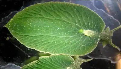 سبحان من خلق.. ظنه الغواصون ورقة