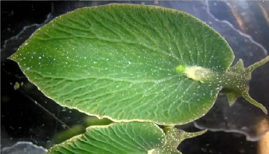 مدار الساعة,أخبار خفيفة ومنوعة