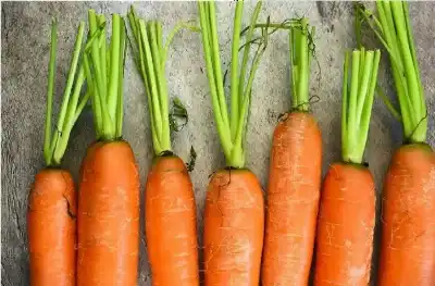 الجزر يحسّن البصر: المقولة حقيقة علمية..