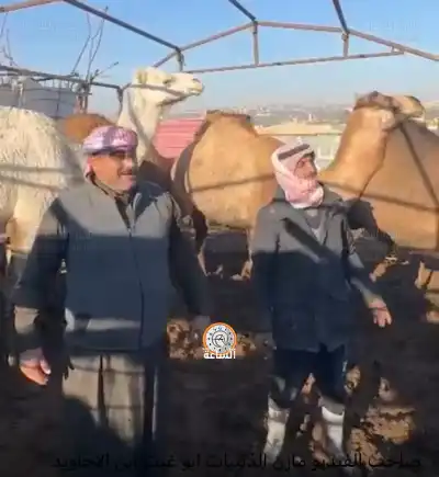 ناقة لمن يتوقع نتيجة مباراة الأردن