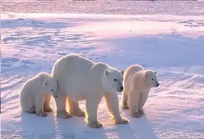 ظاهرة نادرة في كندا: دبة قطبية