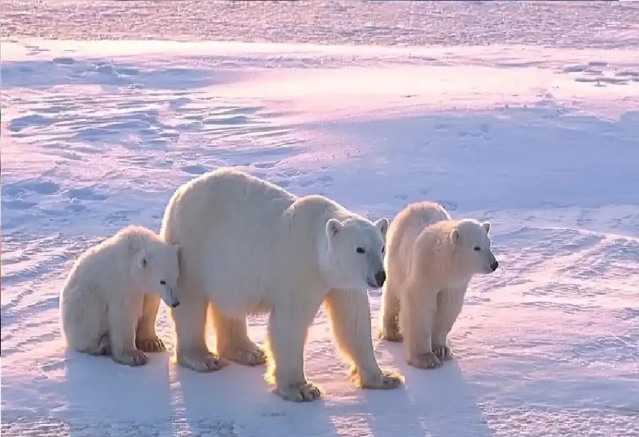 مدار الساعة,أخبار خفيفة ومنوعة
