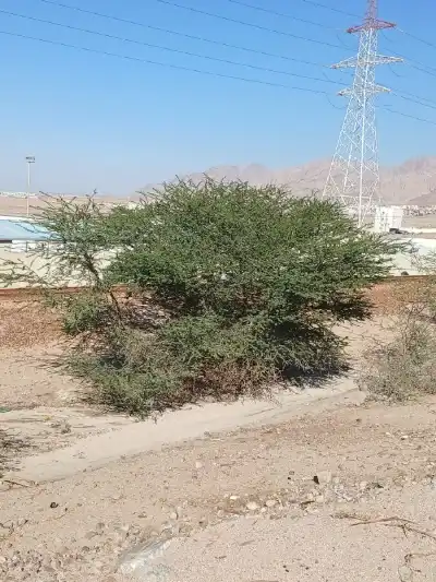 شجرة السّمر في أودية العقبة ووادي