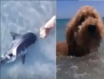 بين فكي المفترس: لحظة مرعبة لكلب