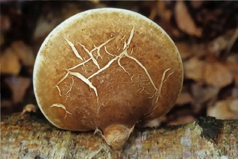 مدار الساعة,أخبار خفيفة ومنوعة