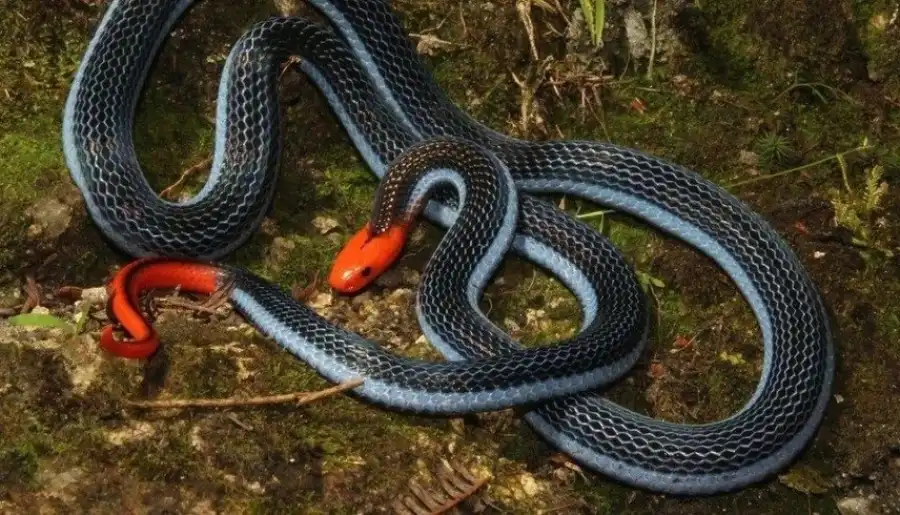 مدار الساعة,أخبار خفيفة ومنوعة