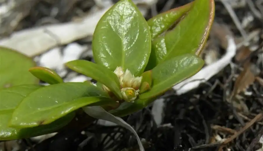 مدار الساعة,أخبار الصحة والأسرة