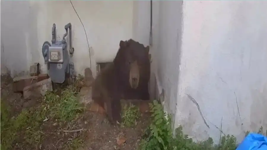 مدار الساعة,أخبار خفيفة ومنوعة