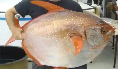 اكتشاف علمي يقلب الموازين.. سمكة القمر