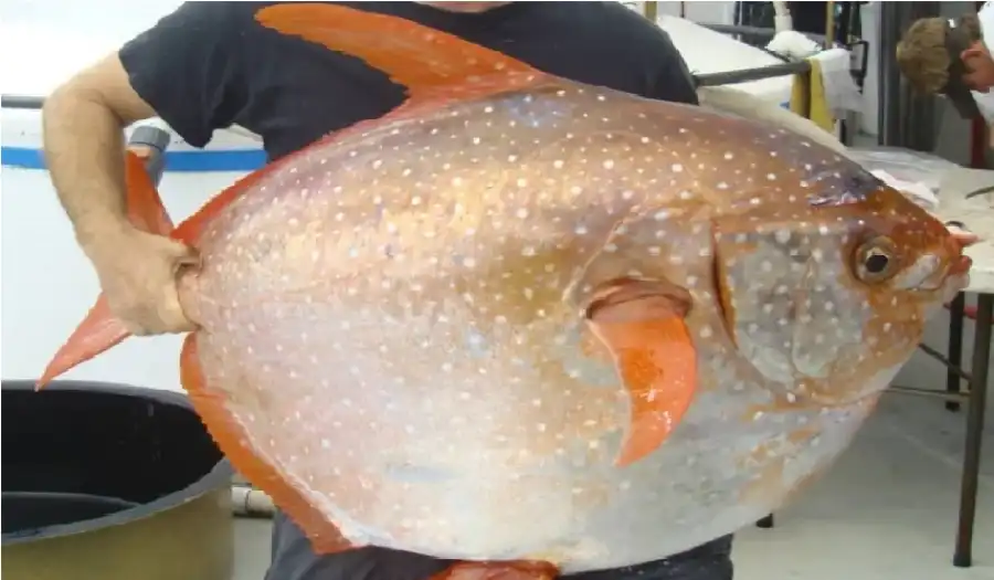 مدار الساعة,أخبار خفيفة ومنوعة