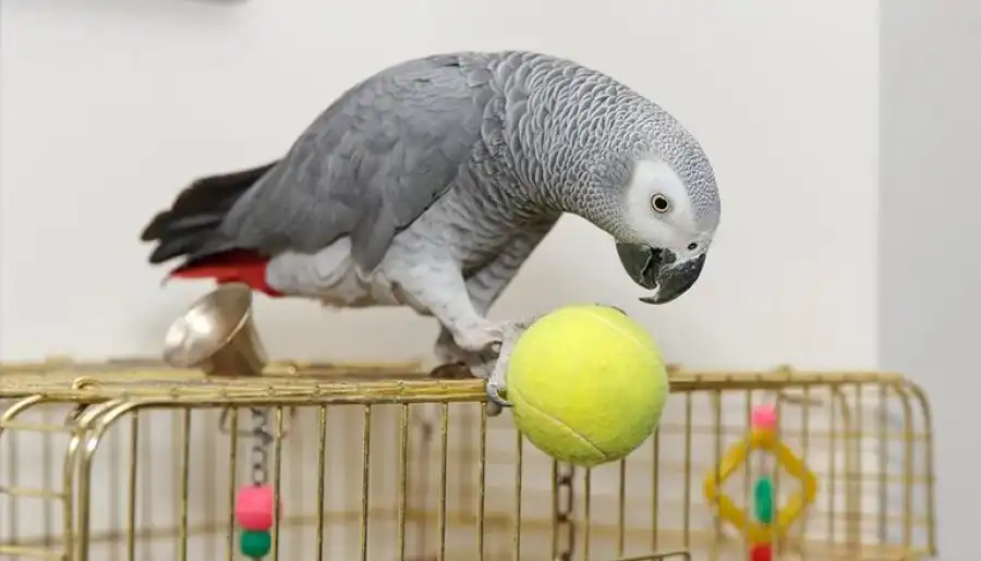 مدار الساعة,أخبار خفيفة ومنوعة