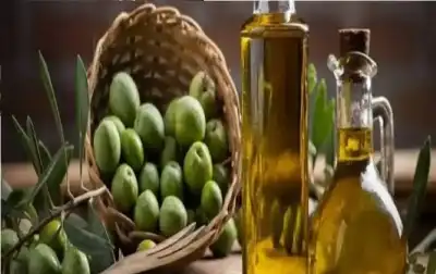 زيت الزيتون البكر الممتاز.. صيدلية طبيعية