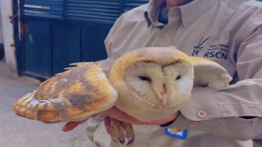 مدار الساعة,أخبار الأردن,اخبار الاردن,الإدارة الملكية لحماية البيئة,المجلس القضائي,وسائل التواصل الاجتماعي