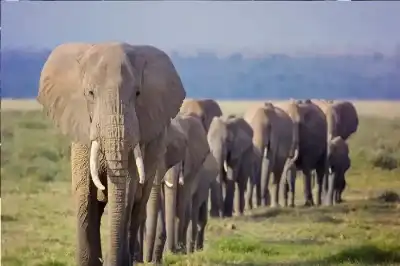 سرب فيلة يقتحم قرية ليلا ويودي