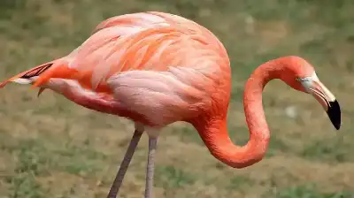 اعتقال سائح كندي في لاس فيغاس