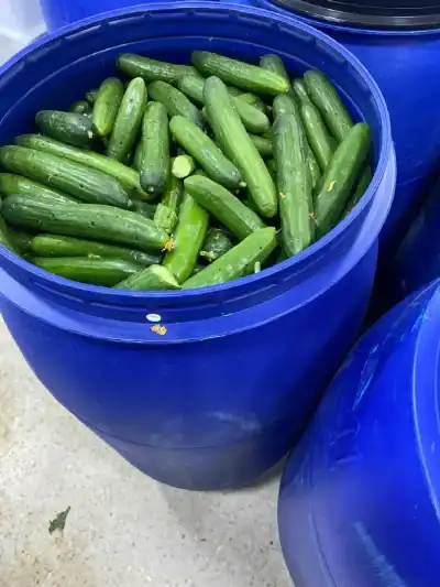 الغذاء والدواء تغلق مشغل مخللات غير