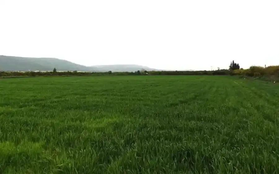 مدار الساعة,أخبار الأردن,اخبار الاردن,وزارة الزراعة