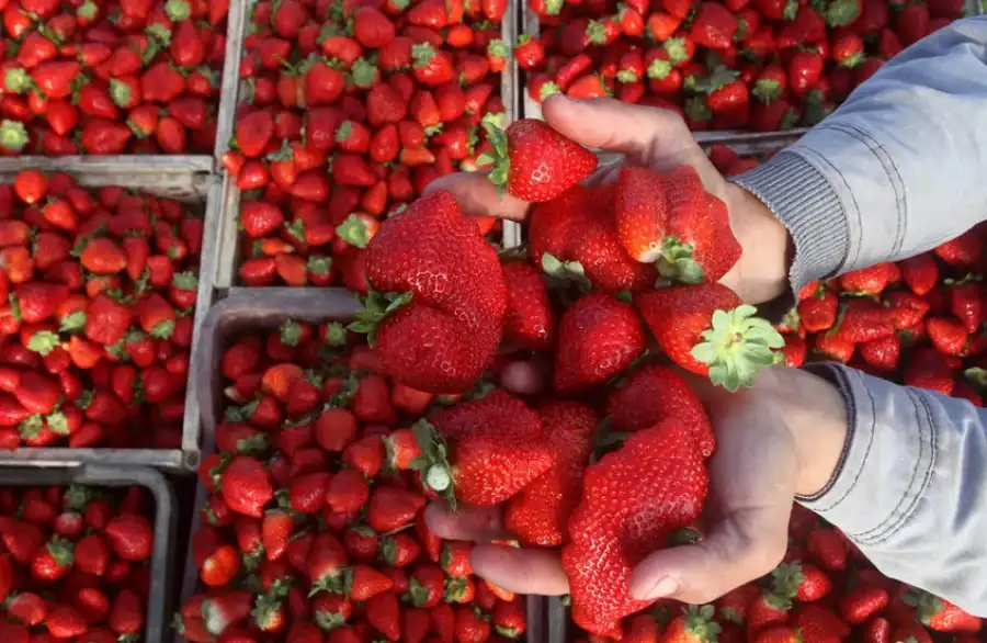 مدار الساعة,أخبار اقتصادية,أخبار عربية ودولية,الاتحاد الأوروبي,وزارة الزراعة