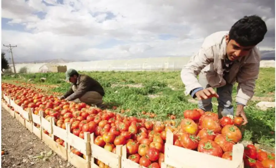 مدار الساعة,أخبار الأردن,اخبار الاردن,أخبار اقتصادية,كورونا,وزارة الصناعة والتجارة,وكالة الأنباء الأردنية,وزارة الصناعة,وادي الأردن