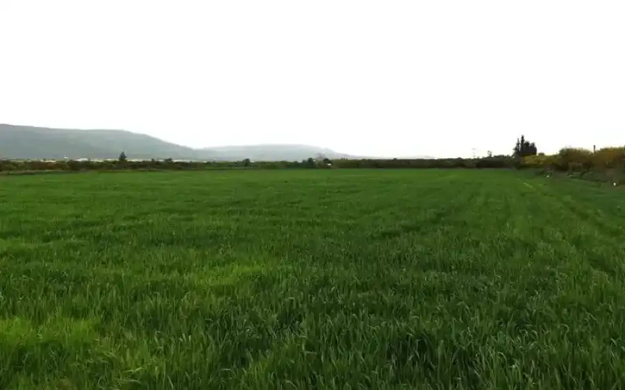 مدار الساعة,أخبار الأردن,اخبار الاردن,أخبار اقتصادية,وزير الزراعة,وزارة الزراعة,وكالة الأنباء الأردنية