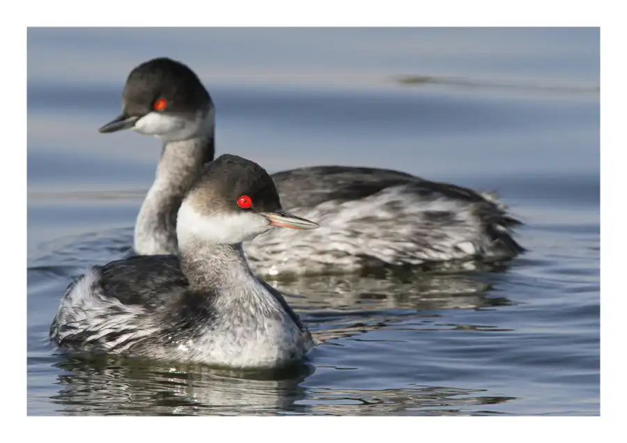 مدار الساعة,أخبار الأردن,اخبار الاردن,أخبار السياحة في الأردن,سلطة منطقة العقبة الاقتصادية الخاصة,وكالة الأنباء الأردنية,هيئة تنشيط السياحة,شركة مياه العقبة