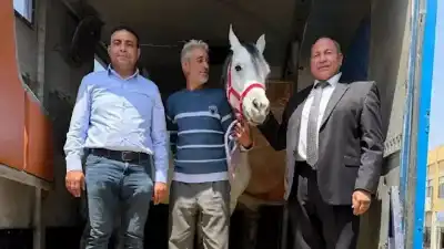 البداية بـ21.. مصر تستأنف تصدير الخيول