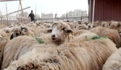 إربد تحدد 5 مواقع لعرض الأضاحي