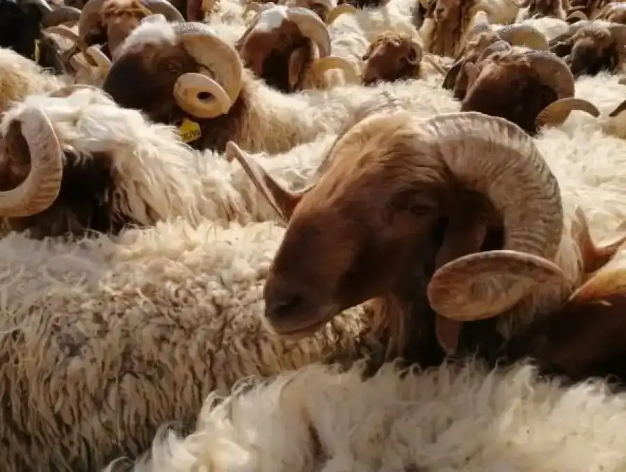مدار الساعة,أخبار الأردن,اخبار الاردن
