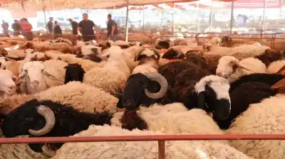 الأمانة تبدأ استقبال طلبات بيع وذبح