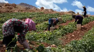 لبنان يشكل لجنة لإنقاذ البصل والثوم