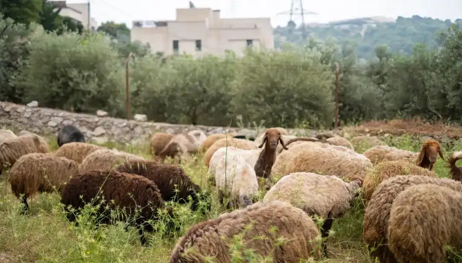مدار الساعة,أخبار اقتصادية,وزارة الزراعة