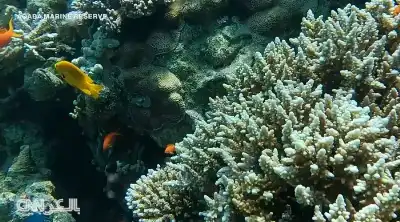 تعرف على محمية العقبة البحرية المرشحة