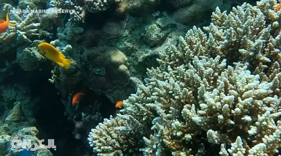 مدار الساعة,Video,فيديو,أخبار الأردن,اخبار الاردن,أخبار السياحة في الأردن,درجات الحرارة