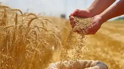 الصناعة والتجارة: مخزون القمح يغطي استهلاك
