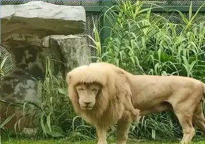 رحيل هادئ لـ هانغ هانغ.. نفوق
