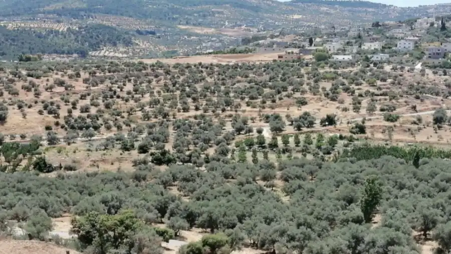 مدار الساعة,أخبار اقتصادية,وزارة الزراعة,صندوق المعونة الوطنية