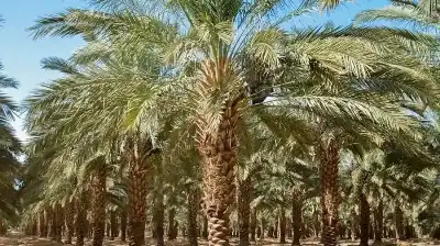 تمور العقبة.. نخيل يمتد على أكثر
