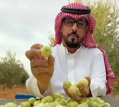 زيتون أم برقوق؟ مزارع سعودي ينتج