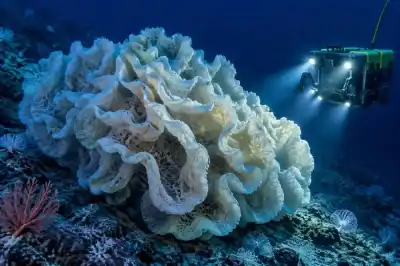 لغز الأعماق السحيقة:.. إسفنجة عملاقة بحجم