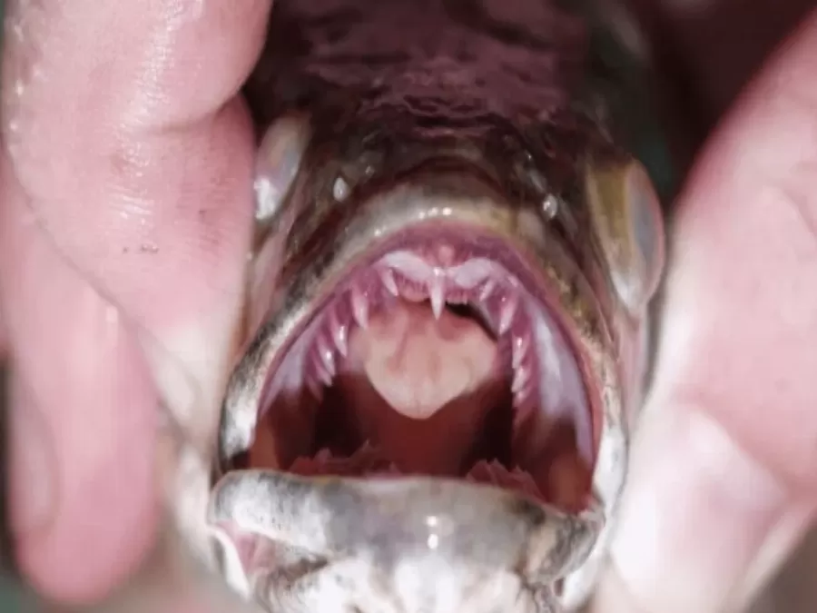 مدار الساعة,أخبار خفيفة ومنوعة