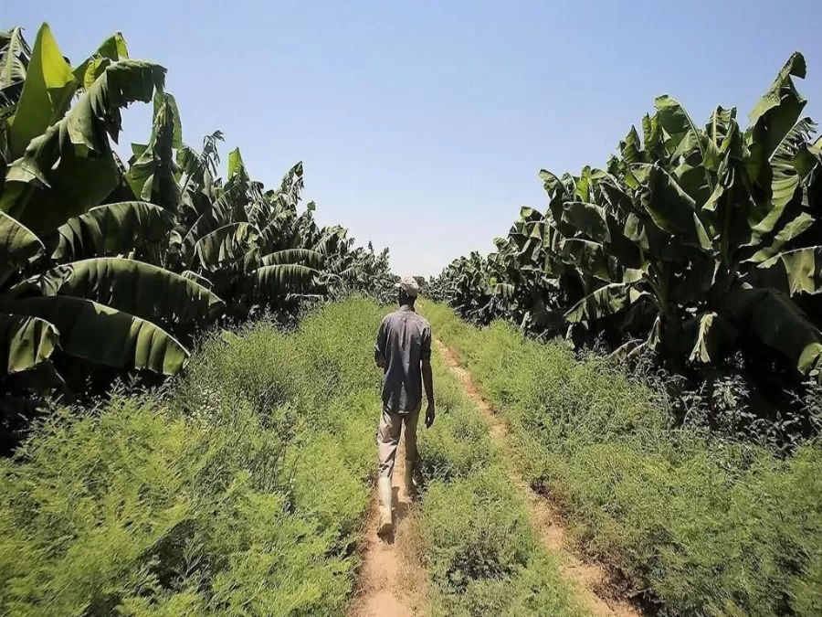 مدار الساعة,أخبار اقتصادية,وزير الزراعة