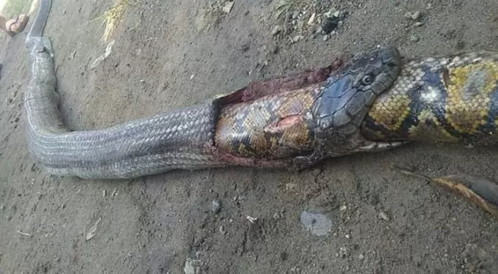 مدار الساعة,Video,فيديو,أخبار خفيفة ومنوعة