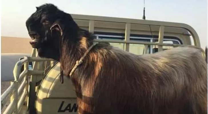 مدار الساعة,أخبار خفيفة ومنوعة