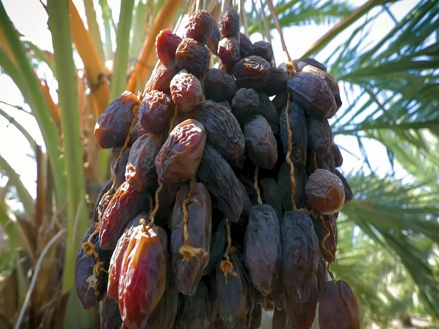 مدار الساعة,أخبار الأردن,اخبار الاردن,وزارة الثقافة