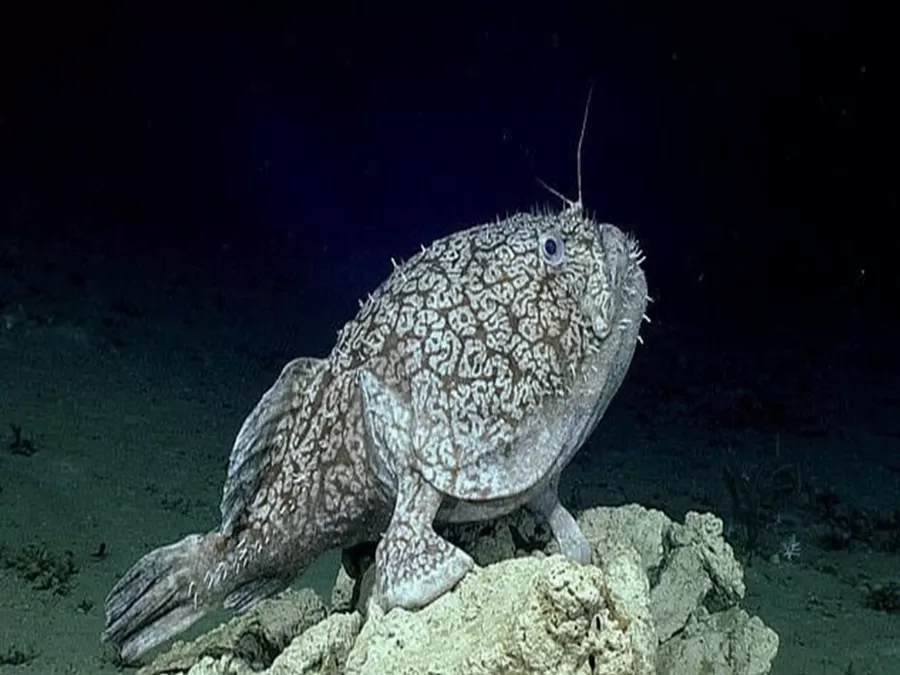 مدار الساعة,أخبار خفيفة ومنوعة