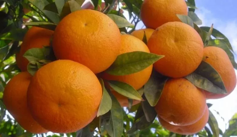 مدار الساعة,أخبار اقتصادية,وزير الزراعة,وزارة الزراعة